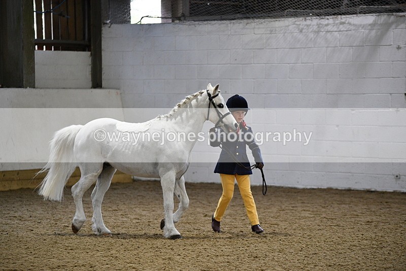WJ5_4644 - Class 3 Part Bred In hand