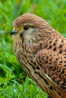 kestrel Falco tinunculus-7313 - Our Birds