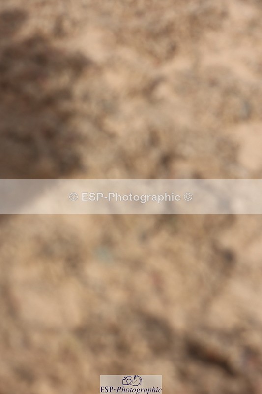 240629A-091002-02879 - Cls 16 British Novice and 80cm Open