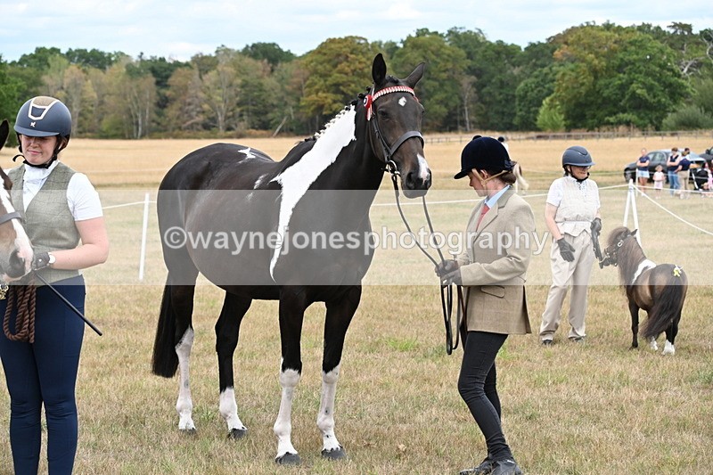 WJ6_5458 - Class 18 In-hand Coloured