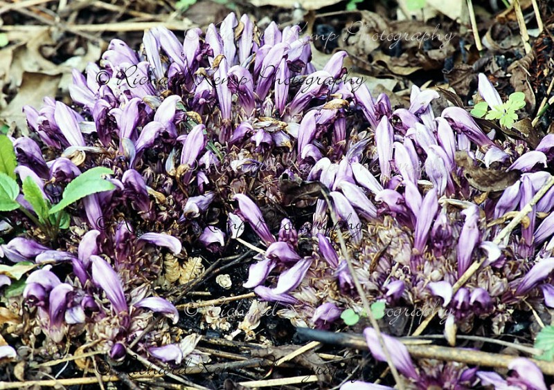Toothwort-6722w - Plants