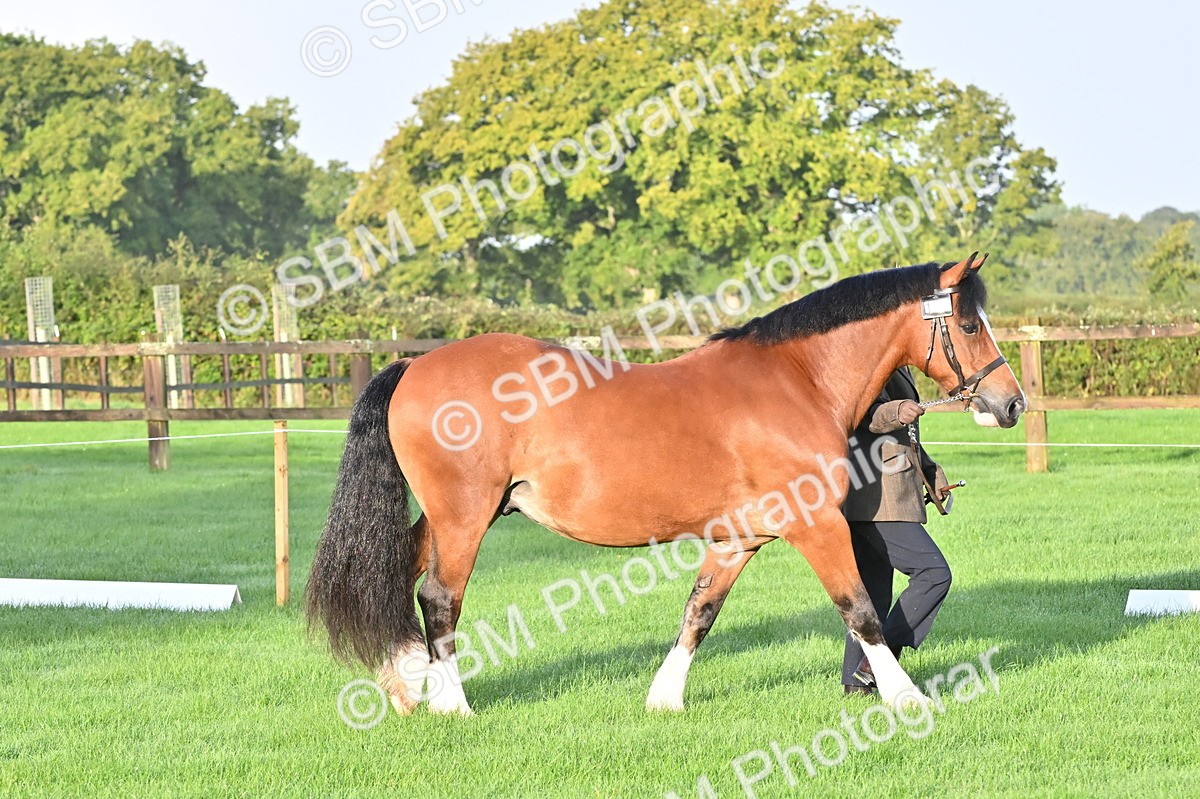 SBM_32543 - S15 - Top Turnout In Hand