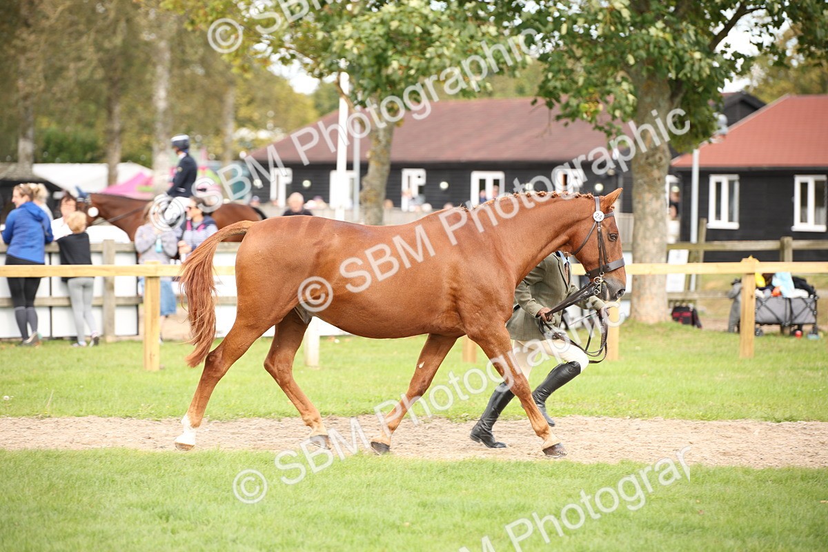 SBM_46331 - S25 - Mature Veteran In Hand