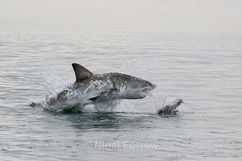 Great White Shark lunges at decoy seal, Mossel Bay, South Africa - Shark