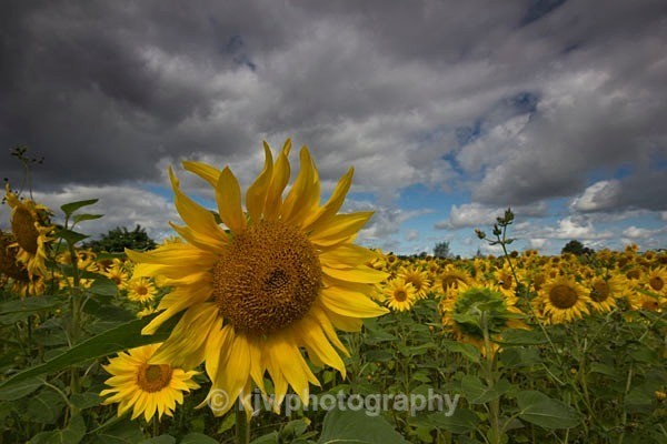 sun, sunflower, sky, canon, sigma, yellow, green, kjw, photo, photography