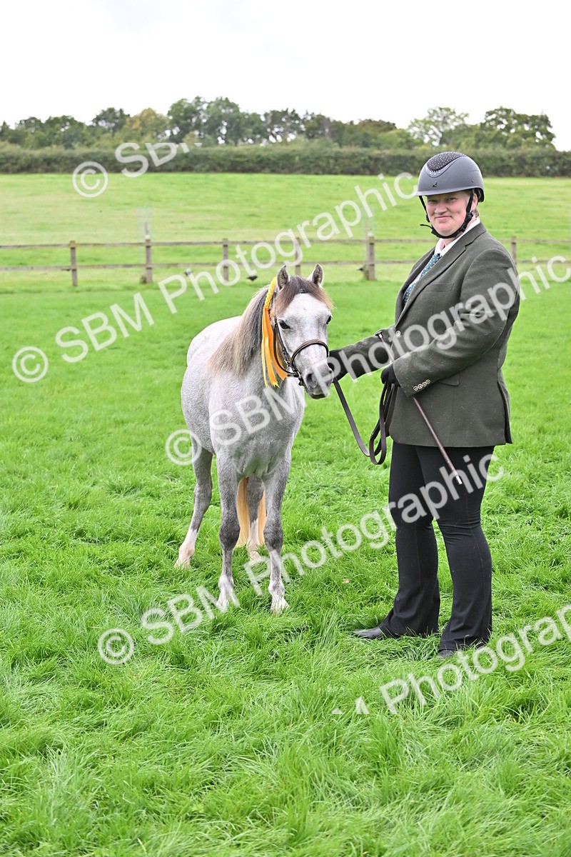 SBM_61085 - S48 - Mountain & Moorland In Hand Small Breeds