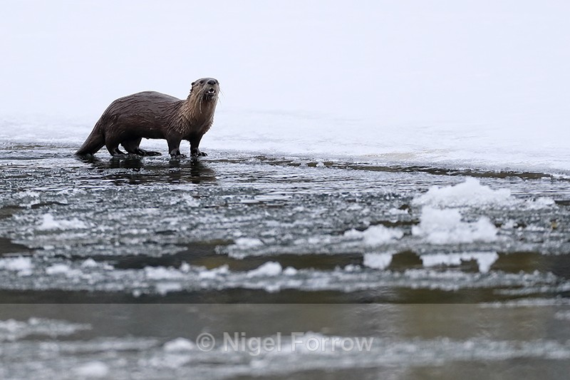 River Otter on Yellowstone River in winter - Otter
