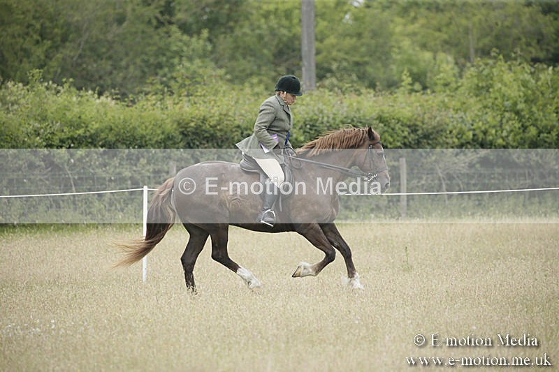 B230619-0543 - Bourne Valley Riding Club Summer Show 23/06/19