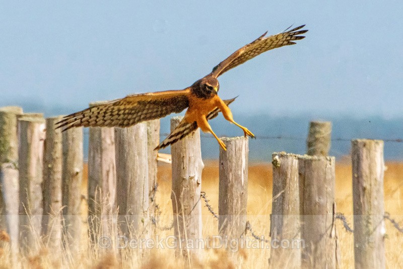 Northern Harrier Juvenile Tantramar Marsh