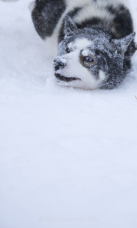 Huskies from the Dogsled team in Northern Finland - FINLAND & SWEDEN LANDSCAPES