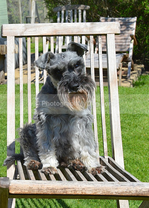  - Schnauzers