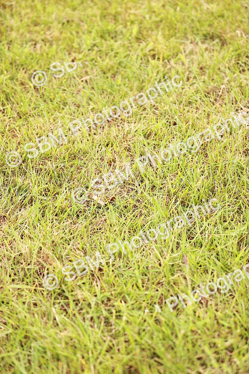 SBM_06013 - Class 39-41 TGCA In Hand and Ridden