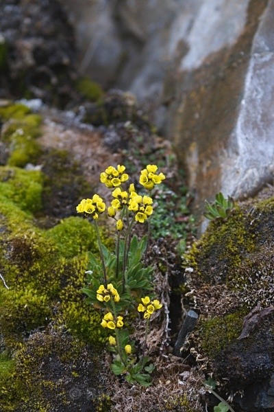 Yellow Mountain Saxifrage 8045 - Summer time