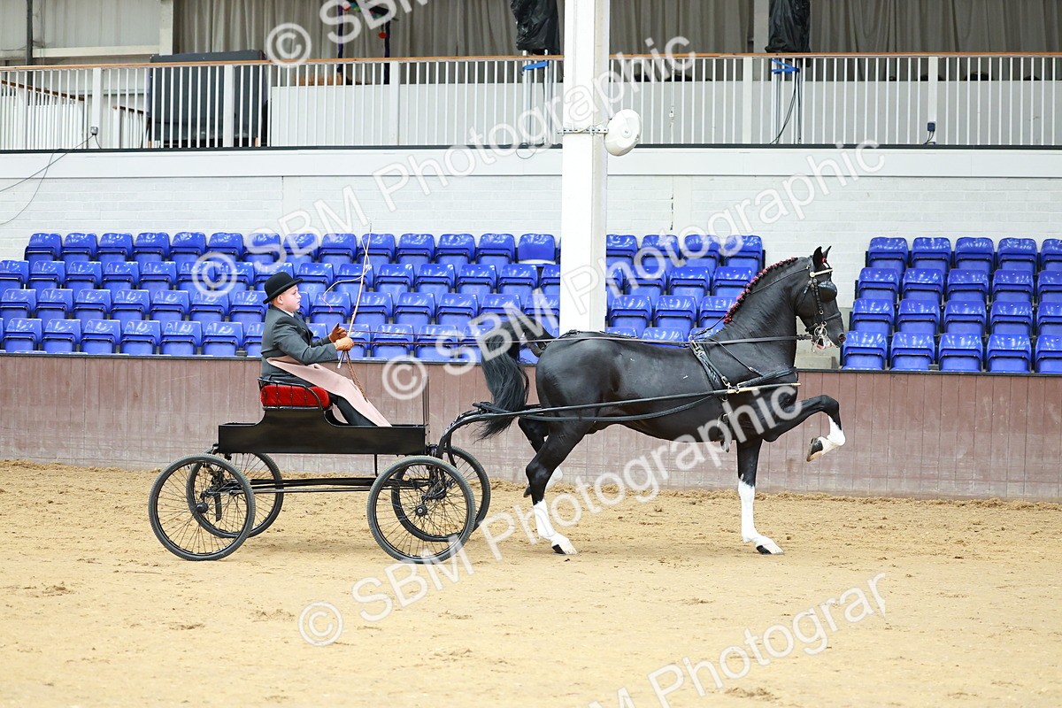 SBM_000998 - Class 13  - HHS Championship Intl Hackney Horse to a Show Wagon