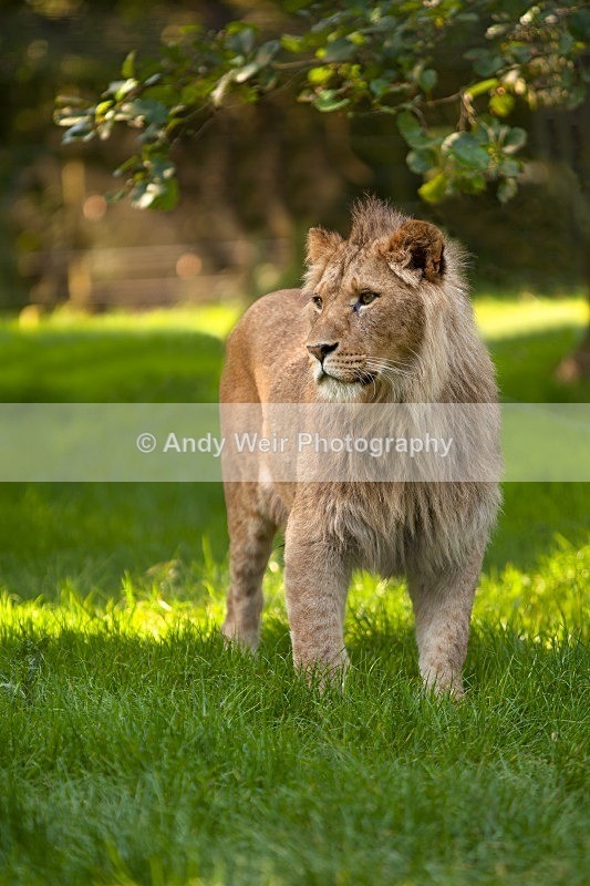20120903-_MG_9626-1373-1374 - Captive Animals