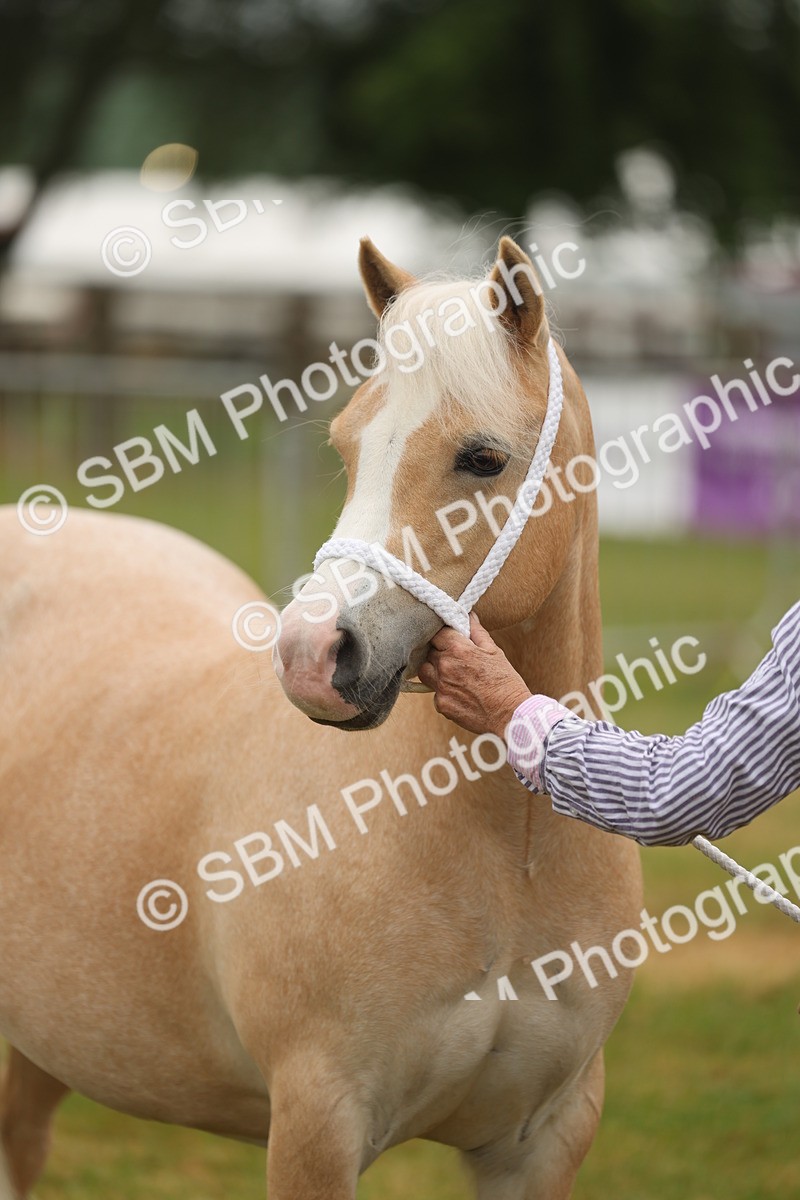 SBM_01581 - Class 50-57 - M&M Welsh Pony In Hand