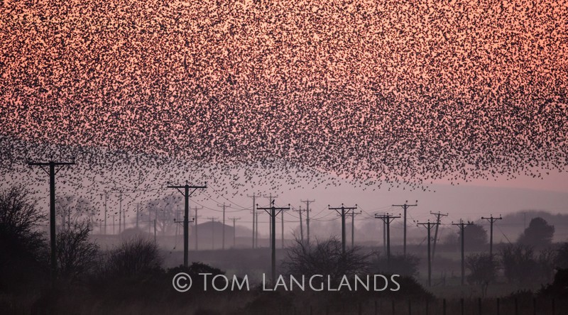 Starlings - Starlings and Murmurations