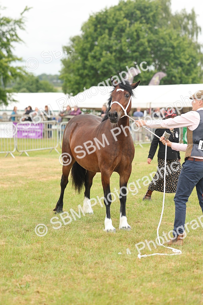 SBM_04983 - Class 50-57 - M&M Welsh Pony In Hand