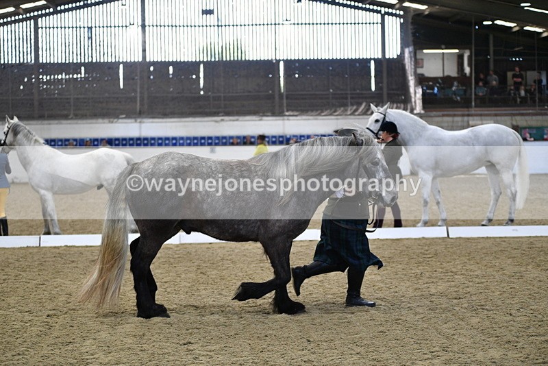 WJ5_4365 - Class 6 In hand M&M - Large Breeds