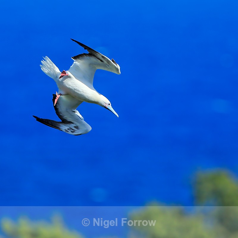 Red-footed Booby (adult) diving, Kilauea Point, Kauai - Red-footed Booby