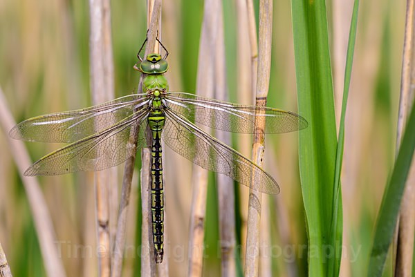Male Emperor - Dragonflies & Damselflies