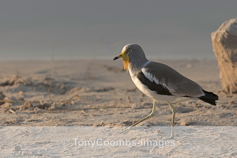White-crowned Lapwing - Botswana ~ Birds