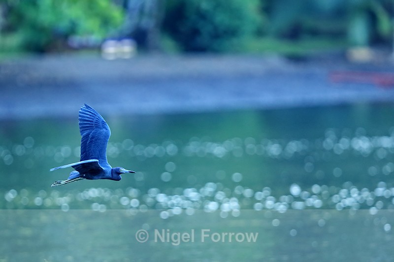Little Blue Heron, Gulfo Dulce, Costa Rica - Little Blue Heron