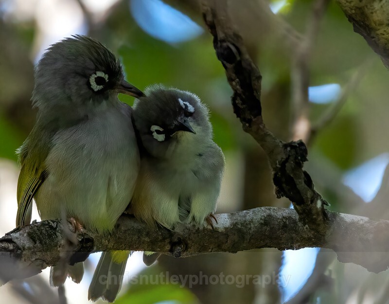  - Birds of Costa Rica and Mauritius