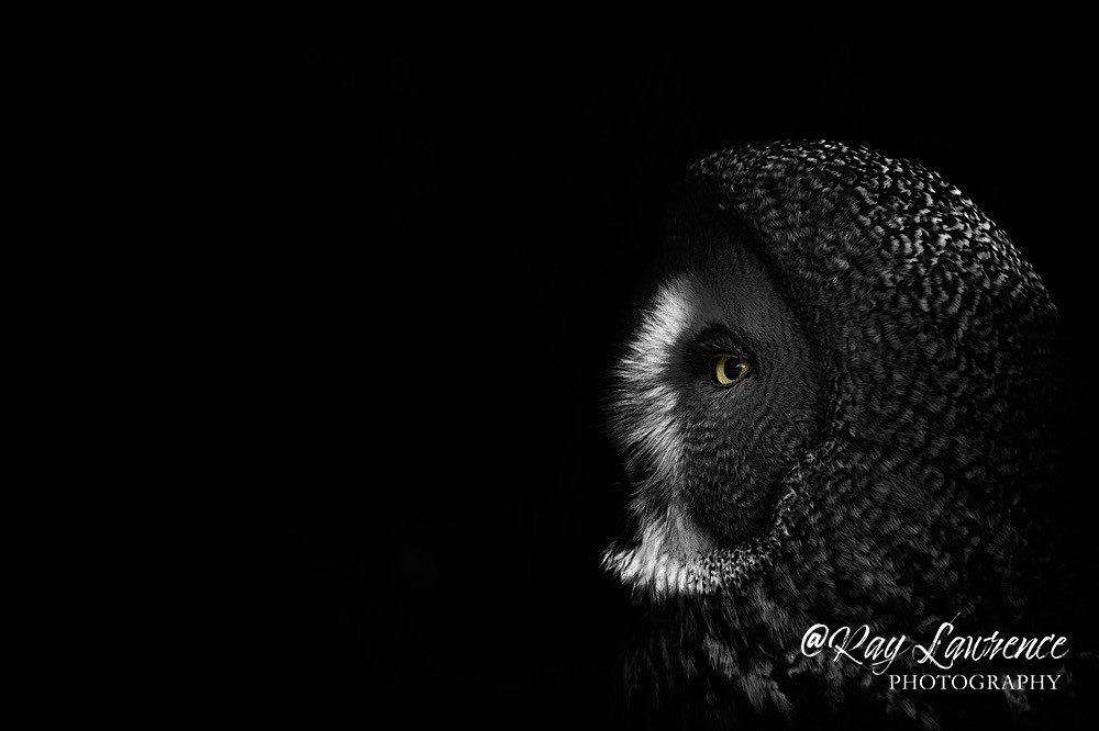 Great Grey Owl -RLP_5884 - Natural World