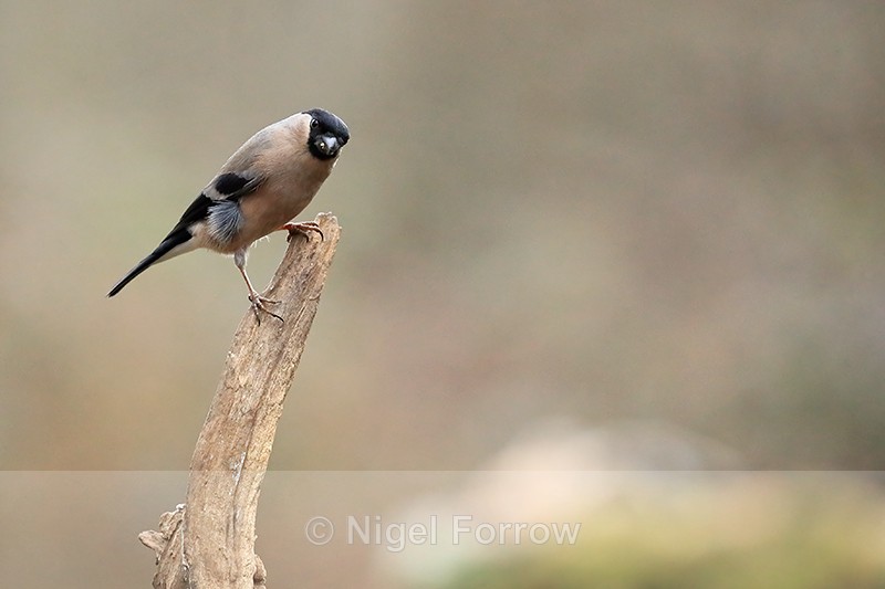 Bullfinch (female) perched, Otterbourne - Bullfinch