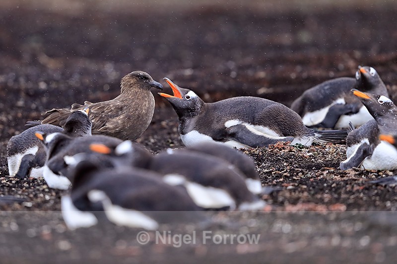 Brown Skua in Gentoo Penguin colony, Sea Lion Island, Falklands - Falkland (Brown) Skua