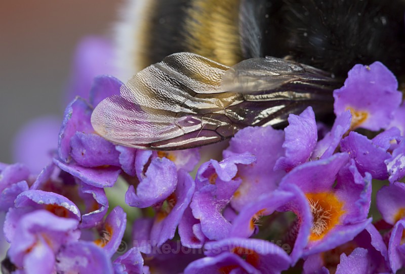 Bumble bee wing - BUMBLE BEE GALLERY