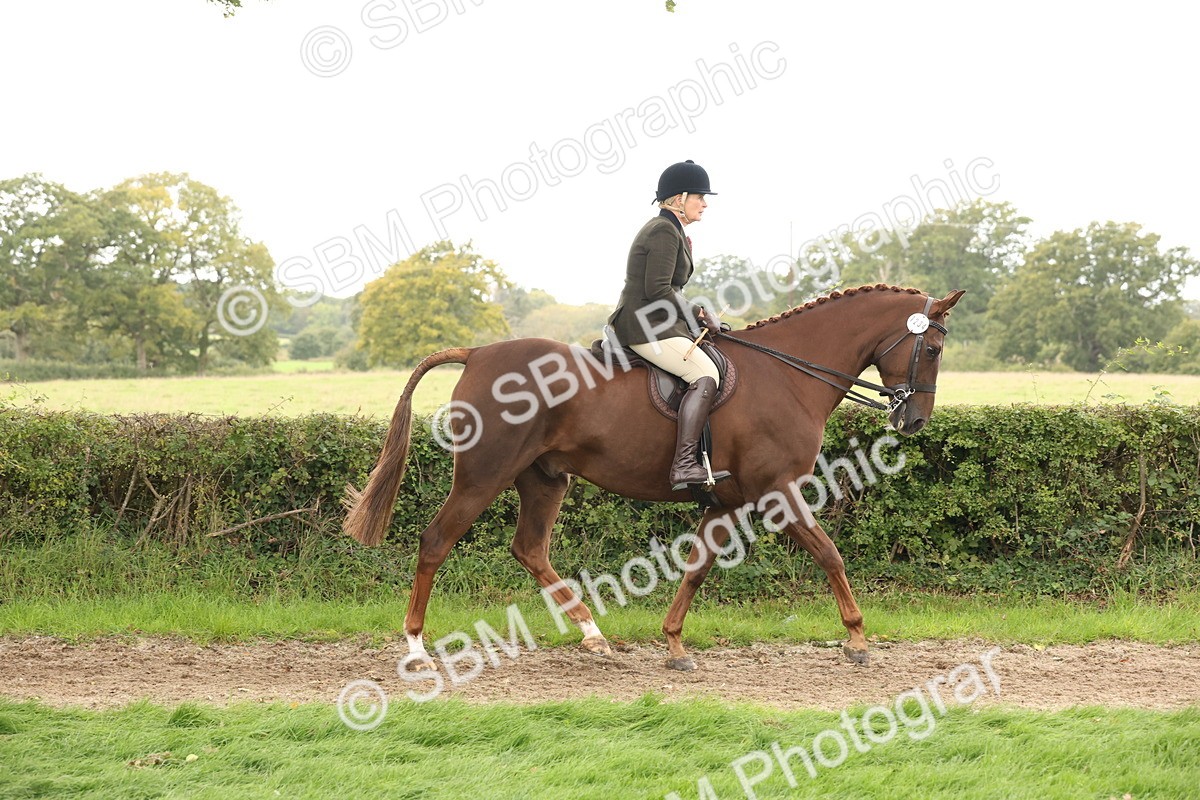 SBM_64160 - S65 - Riding Horse & Hack & Thoroughbred Ridden