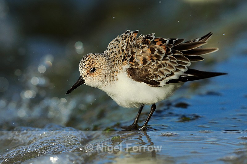 Sanderling (female, breeding plumage) with ruffled feathers at Farmoor - Sanderling