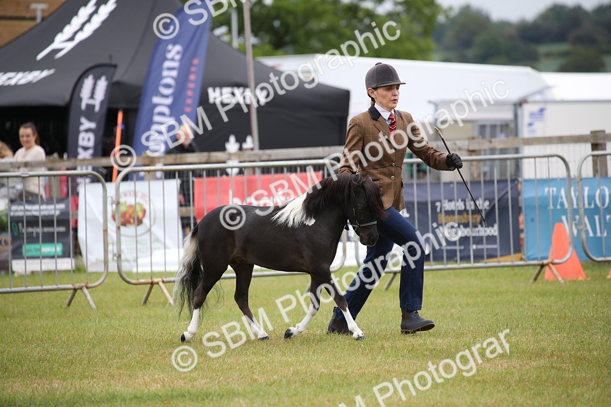 SBM_03694 - Class 23-25 - British Miniature Horse of the Year