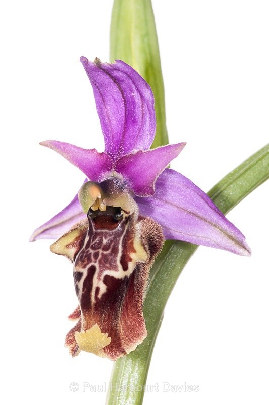  - WB: Orchids - Ophrys