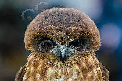 boobook owl Ninox boobook-6890 - Our Birds