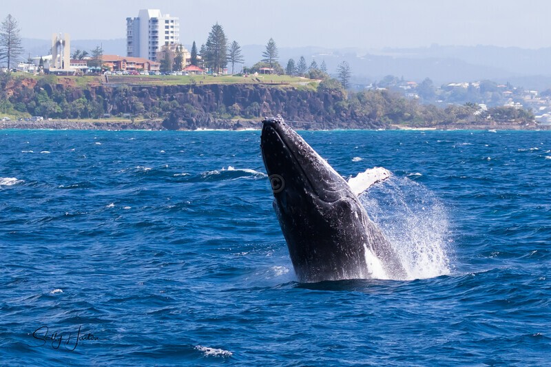 Pt Danger Breach 0A3A3663 - Humpback Whales