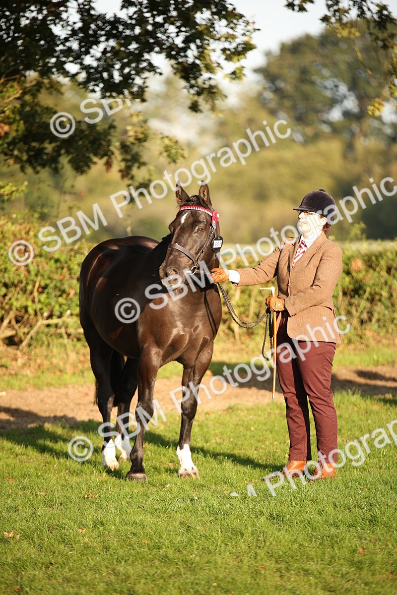 SBM_56915 - S49 - Riding Horse & Hack & Thoroughbred In Hand