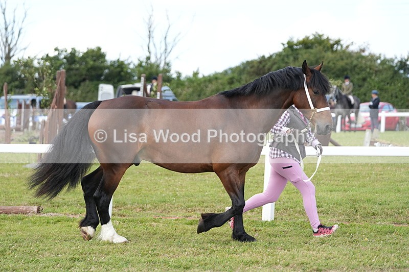 DSC05755 - Class 51: NPS M&M 4 years and over Large Breeds