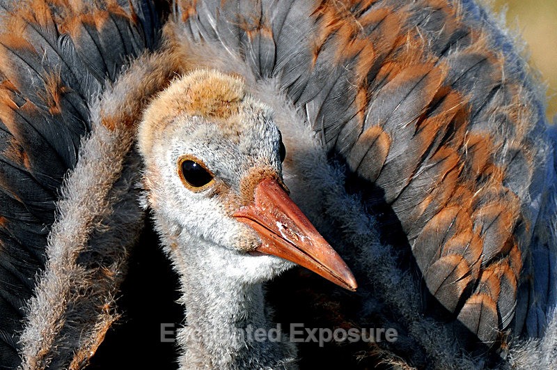 Young Sandhill Crane - Birds and Animals