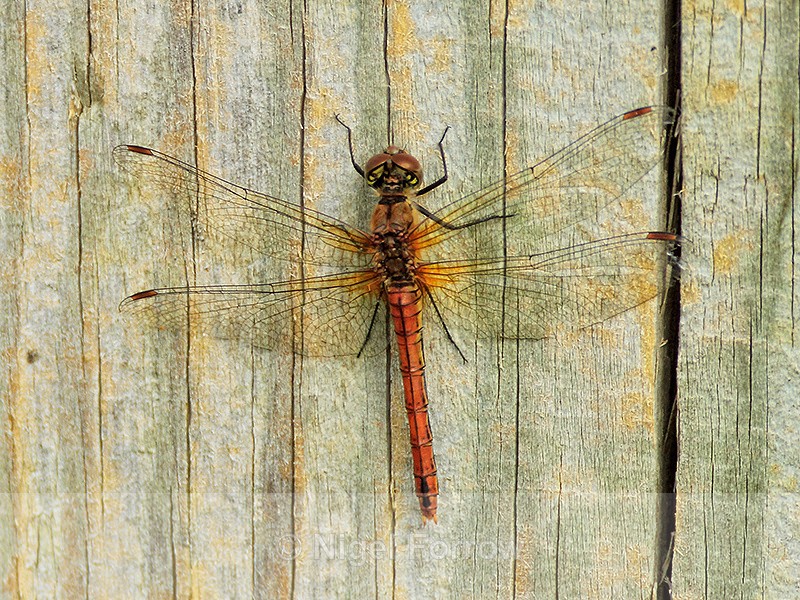 Ruddy Darter (female), Otmoor - INSECTS