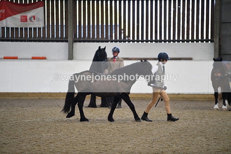 WJ5_4193 - Class 6 In hand M&M - Large Breeds