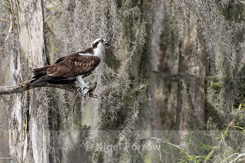 Osprey close view on perch with fish, Blue Cypress Lake, Florida - Osprey