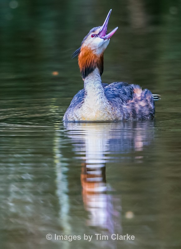 Grebe 3669322 - Wildlife