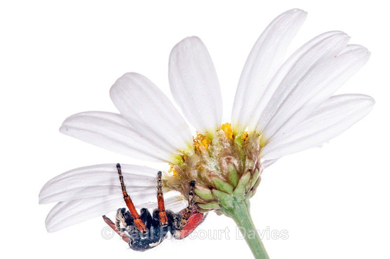 jumping spider (Philaeus chrysops) MYN - Small Creatures - WB
