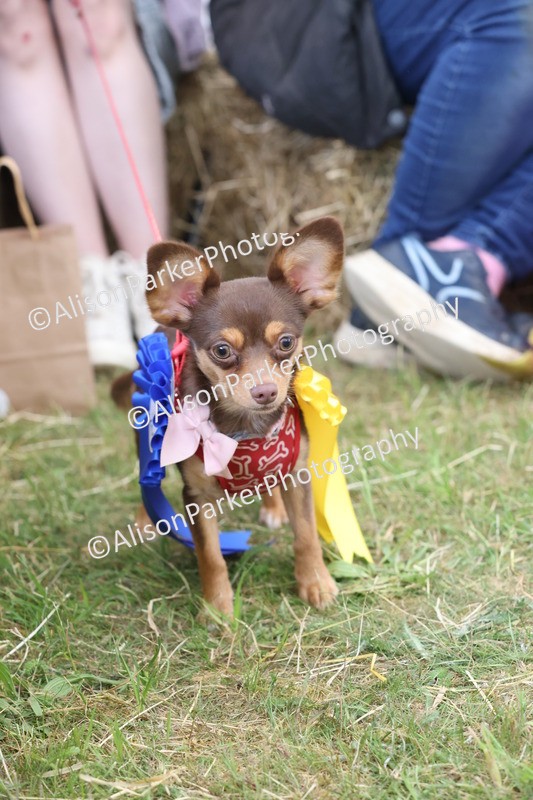 20250607-0459 - Best in Show