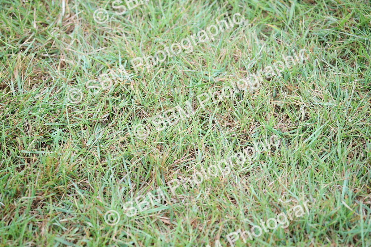 SBM_00030 - Class 17-20 - Arab & Part Bred - Anglo Arab In Hand