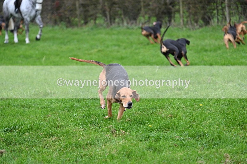WJ7_8796 - Meet Staff & Hounds