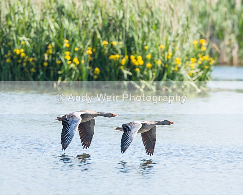 20140517-3K8A1318 - Geese